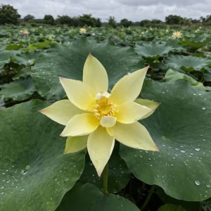 Yellow Lotus Seeds - Indian Lotus (Nelumbo nucifera) - Hardy Perennial Water Flower Seeds - 5+ Count - Image 7