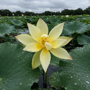 Yellow Lotus Seeds - Indian Lotus (Nelumbo nucifera) - Hardy Perennial Water Flower Seeds - 5+ Count - Image 8