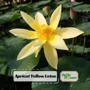 Yellow Lotus Seeds - Indian Lotus (Nelumbo nucifera) - Hardy Perennial Water Flower Seeds - 5+ Count - Image 1