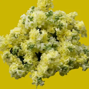 Yellow Madame Butterfly Snapdragons Seeds - 30 Seeds - Cold Resistant - Pollinator Attractor - Image 10