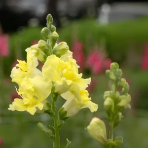 Yellow Madame Butterfly Snapdragons Seeds - 30 Seeds - Cold Resistant - Pollinator Attractor - Image 11
