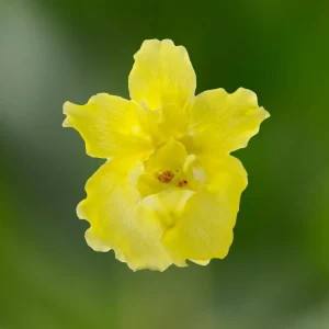 Yellow Madame Butterfly Snapdragons Seeds - 30 Seeds - Cold Resistant - Pollinator Attractor - Image 12