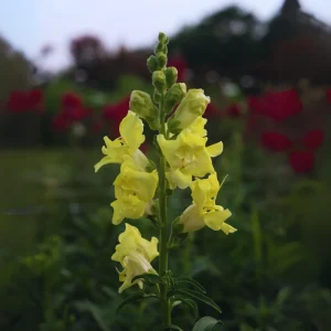 Yellow Madame Butterfly Snapdragons Seeds - 30 Seeds - Cold Resistant - Pollinator Attractor - Image 13