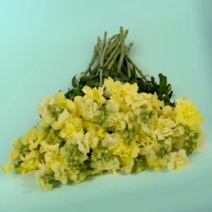 Yellow Madame Butterfly Snapdragons Seeds - 30 Seeds - Cold Resistant - Pollinator Attractor - Image 14