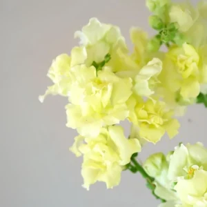 Yellow Madame Butterfly Snapdragons Seeds - 30 Seeds - Cold Resistant - Pollinator Attractor - Image 15