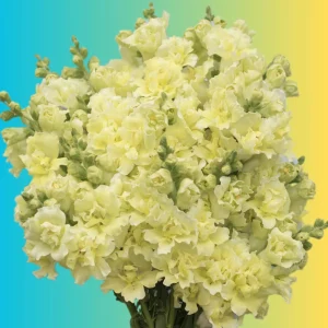 Yellow Madame Butterfly Snapdragons Seeds - 30 Seeds - Cold Resistant - Pollinator Attractor - Image 2