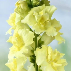 Yellow Madame Butterfly Snapdragons Seeds - 30 Seeds - Cold Resistant - Pollinator Attractor - Image 3