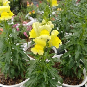 Yellow Madame Butterfly Snapdragons Seeds - 30 Seeds - Cold Resistant - Pollinator Attractor - Image 4