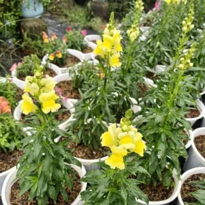 Yellow Madame Butterfly Snapdragons Seeds - 30 Seeds - Cold Resistant - Pollinator Attractor - Image 5