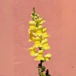 Yellow Madame Butterfly Snapdragons Seeds - 30 Seeds - Cold Resistant - Pollinator Attractor - Image 6