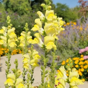 Yellow Madame Butterfly Snapdragons Seeds - 30 Seeds - Cold Resistant - Pollinator Attractor - Image 7