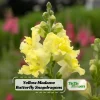 Yellow Madame Butterfly Snapdragons Seeds - 30 Seeds - Cold Resistant - Pollinator Attractor - Image 1