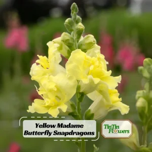 Yellow Madame Butterfly Snapdragons Seeds - 30 Seeds - Cold Resistant - Pollinator Attractor - Image 1