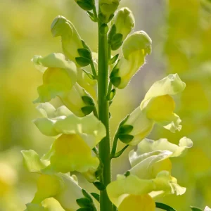 Yellow Madame Butterfly Snapdragons Seeds - 30 Seeds - Cold Resistant - Pollinator Attractor - Image 8