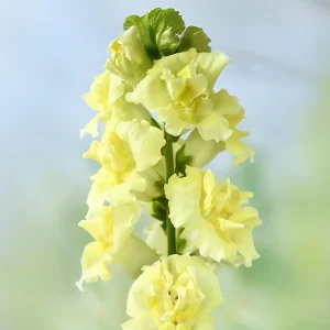 Yellow Madame Butterfly Snapdragons Seeds - 30 Seeds - Cold Resistant - Pollinator Attractor - Image 9