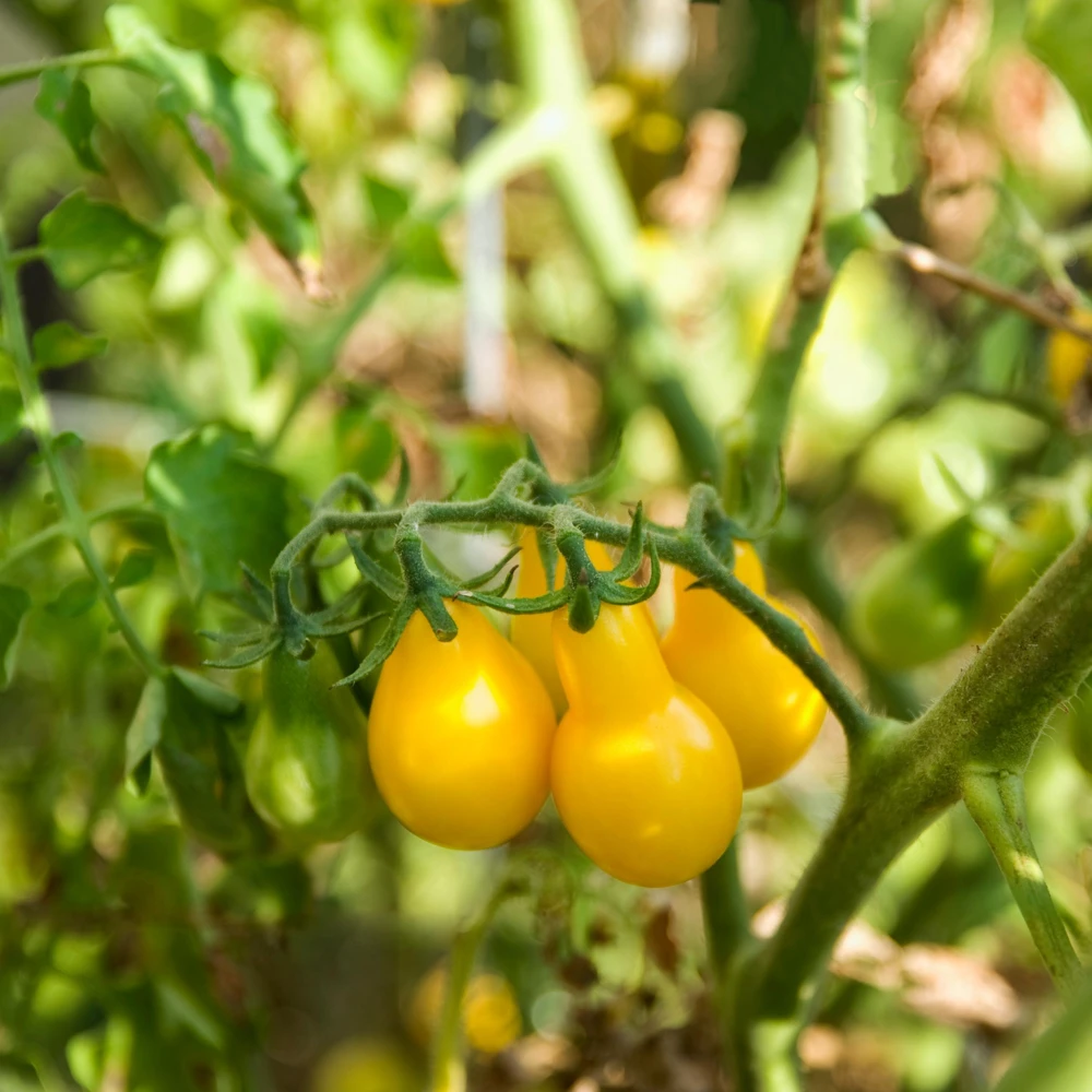 Yellow Pear Tomato Seeds - Heirloom Non-GMO, 30 Seeds, Sweet Cherry Variety - Image 10