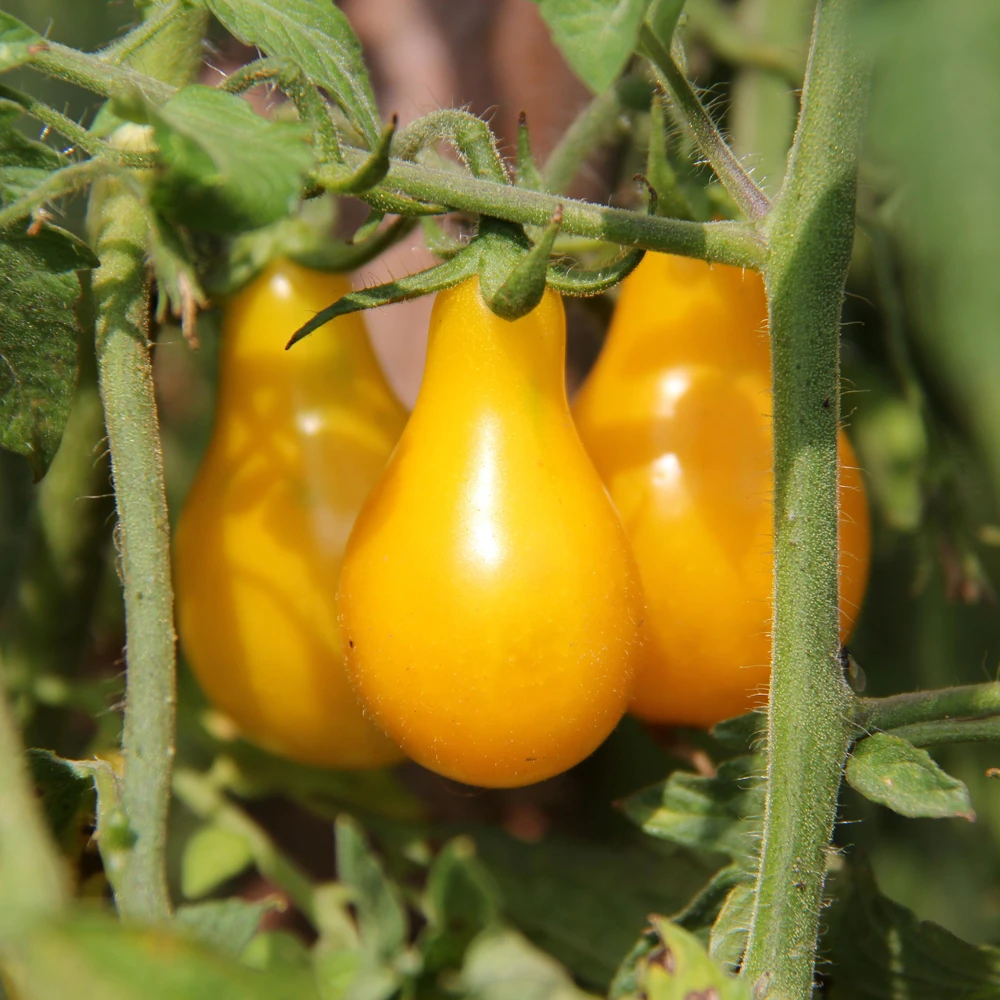 Yellow Pear Tomato Seeds - Heirloom Non-GMO, 30 Seeds, Sweet Cherry Variety - Image 11
