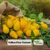 Yellow Pear Tomato Seeds - Heirloom Non-GMO, 30 Seeds, Sweet Cherry Variety - Image 1