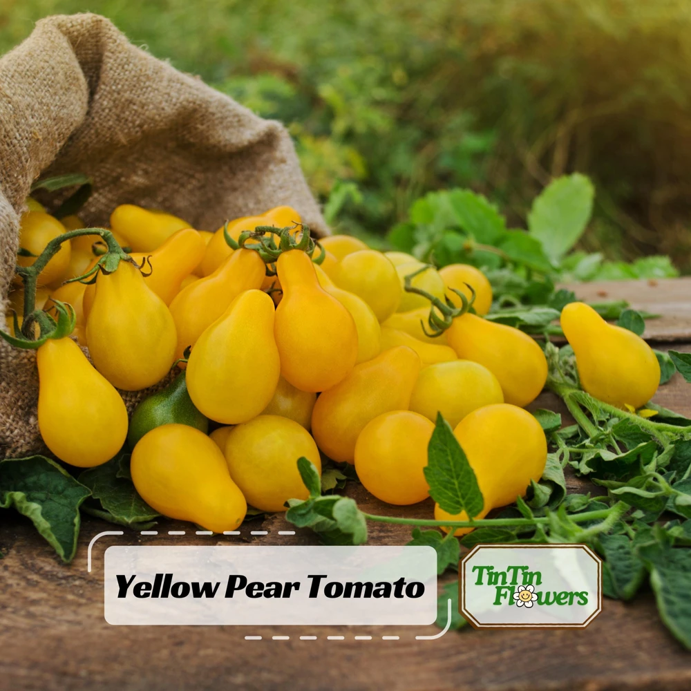Yellow Pear Tomato Seeds - Heirloom Non-GMO, 30 Seeds, Sweet Cherry Variety - Image 1