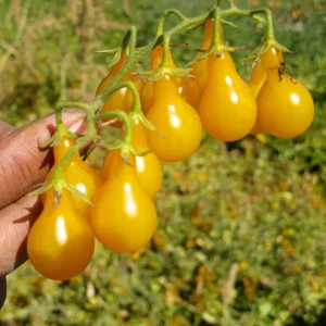 Yellow Pear Tomato Seeds - Heirloom Non-GMO, 30 Seeds, Sweet Cherry Variety - Image 2