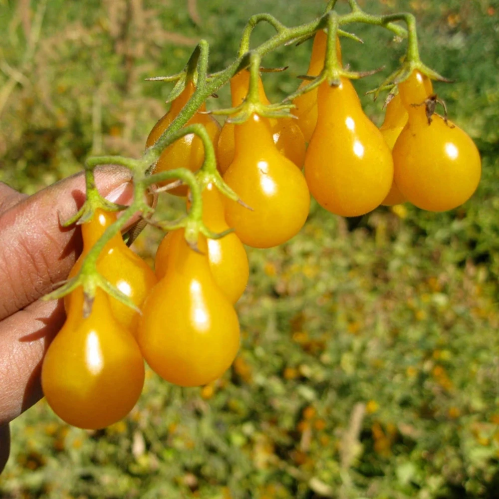Yellow Pear Tomato Seeds - Heirloom Non-GMO, 30 Seeds, Sweet Cherry Variety - Image 2