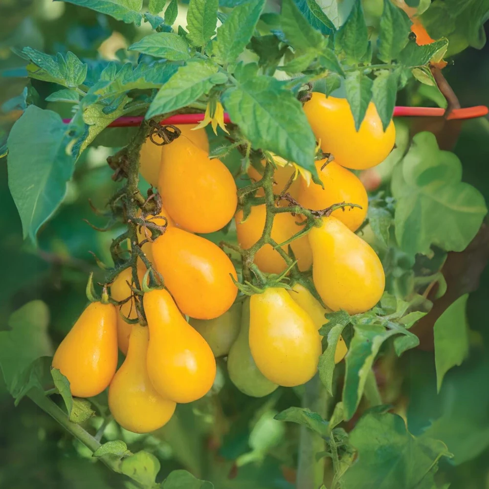 Yellow Pear Tomato Seeds - Heirloom Non-GMO, 30 Seeds, Sweet Cherry Variety - Image 3