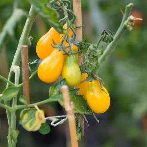 Yellow Pear Tomato Seeds - Heirloom Non-GMO, 30 Seeds, Sweet Cherry Variety - Image 4