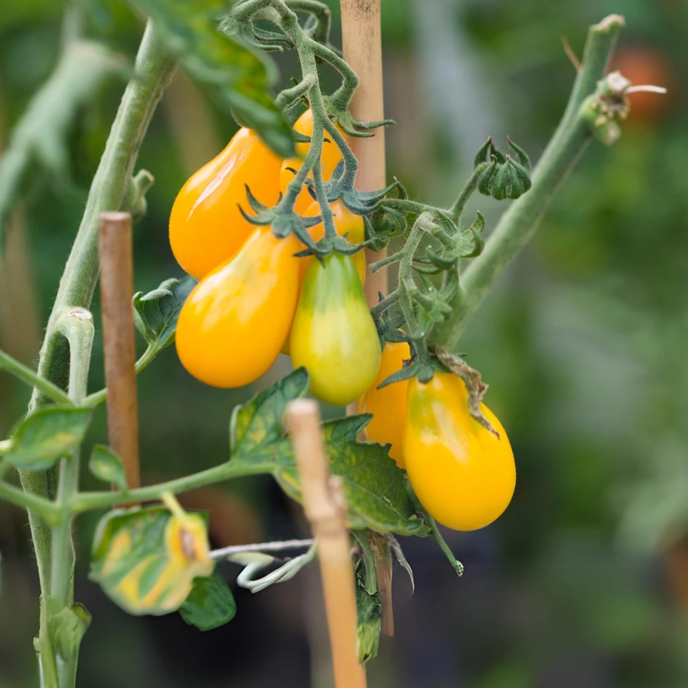 Yellow Pear Tomato Seeds - Heirloom Non-GMO, 30 Seeds, Sweet Cherry Variety - Image 4
