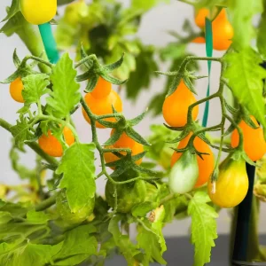 Yellow Pear Tomato Seeds - Heirloom Non-GMO, 30 Seeds, Sweet Cherry Variety - Image 5