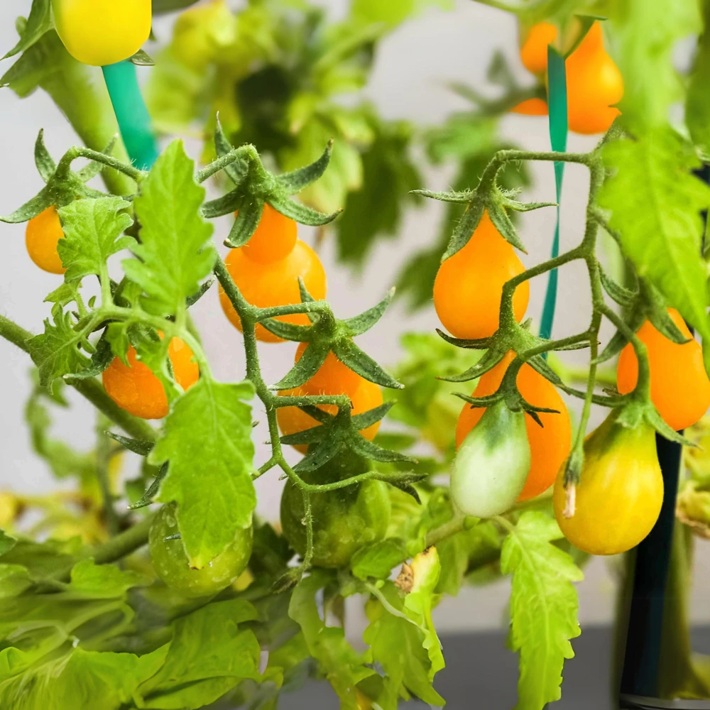 Yellow Pear Tomato Seeds - Heirloom Non-GMO, 30 Seeds, Sweet Cherry Variety - Image 5