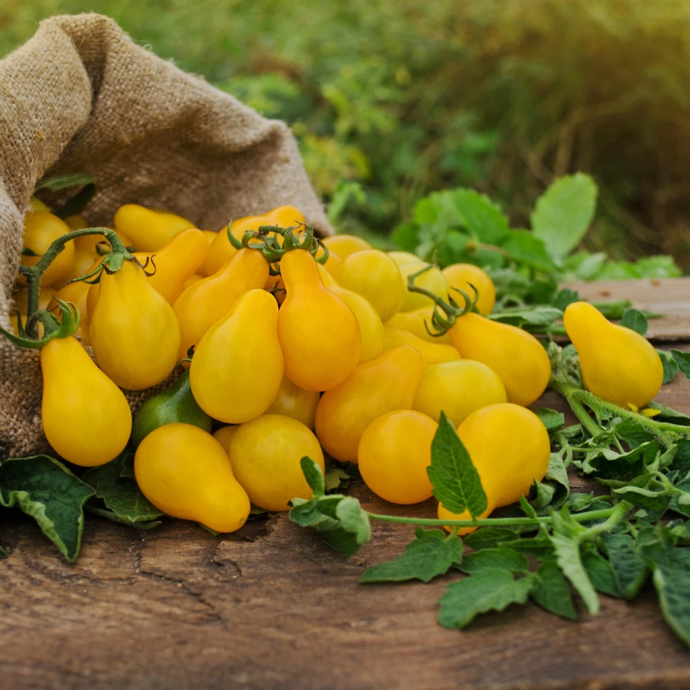 Yellow Pear Tomato Seeds - Heirloom Non-GMO, 30 Seeds, Sweet Cherry Variety - Image 6