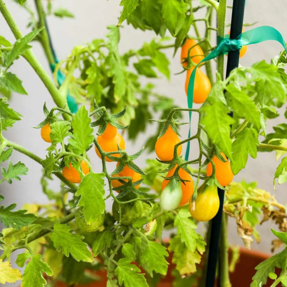 Yellow Pear Tomato Seeds - Heirloom Non-GMO, 30 Seeds, Sweet Cherry Variety - Image 8