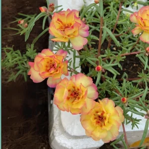 Yellow-Pink Bicolor Moss Rose Seeds - Portulaca Seeds - Heirloom Succulent - 30 Seeds - Image 10