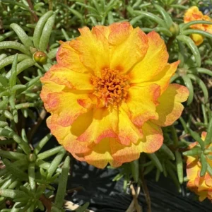 Yellow-Pink Bicolor Moss Rose Seeds - Portulaca Seeds - Heirloom Succulent - 30 Seeds - Image 12