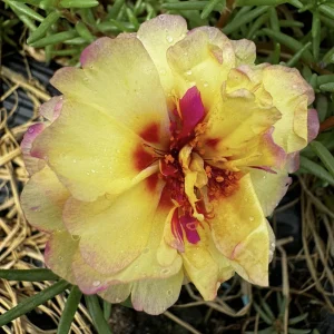 Yellow-Pink Bicolor Moss Rose Seeds - Portulaca Seeds - Heirloom Succulent - 30 Seeds - Image 13