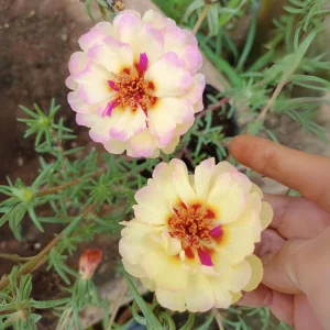 Yellow-Pink Bicolor Moss Rose Seeds - Portulaca Seeds - Heirloom Succulent - 30 Seeds - Image 14