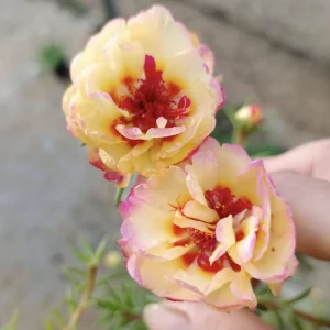 Yellow-Pink Bicolor Moss Rose Seeds - Portulaca Seeds - Heirloom Succulent - 30 Seeds - Image 15