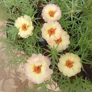 Yellow-Pink Bicolor Moss Rose Seeds - Portulaca Seeds - Heirloom Succulent - 30 Seeds - Image 16