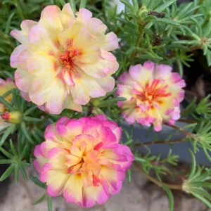 Yellow-Pink Bicolor Moss Rose Seeds - Portulaca Seeds - Heirloom Succulent - 30 Seeds - Image 17