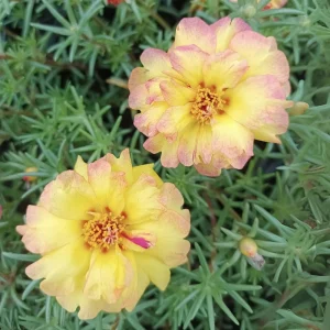 Yellow-Pink Bicolor Moss Rose Seeds - Portulaca Seeds - Heirloom Succulent - 30 Seeds - Image 18