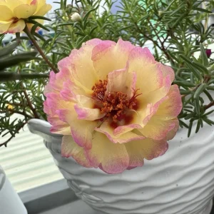 Yellow-Pink Bicolor Moss Rose Seeds - Portulaca Seeds - Heirloom Succulent - 30 Seeds - Image 2