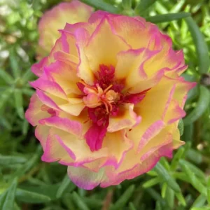 Yellow-Pink Bicolor Moss Rose Seeds - Portulaca Seeds - Heirloom Succulent - 30 Seeds - Image 3