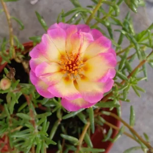 Yellow-Pink Bicolor Moss Rose Seeds - Portulaca Seeds - Heirloom Succulent - 30 Seeds - Image 4