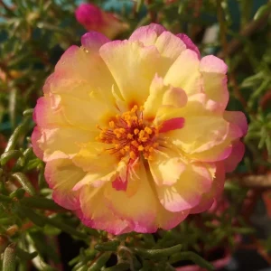 Yellow-Pink Bicolor Moss Rose Seeds - Portulaca Seeds - Heirloom Succulent - 30 Seeds - Image 5