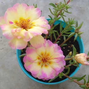 Yellow-Pink Bicolor Moss Rose Seeds - Portulaca Seeds - Heirloom Succulent - 30 Seeds - Image 6