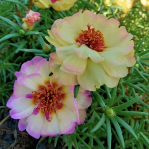 Yellow-Pink Bicolor Moss Rose Seeds - Portulaca Seeds - Heirloom Succulent - 30 Seeds - Image 7
