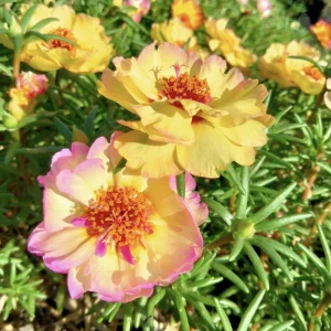 Yellow-Pink Bicolor Moss Rose Seeds - Portulaca Seeds - Heirloom Succulent - 30 Seeds - Image 8