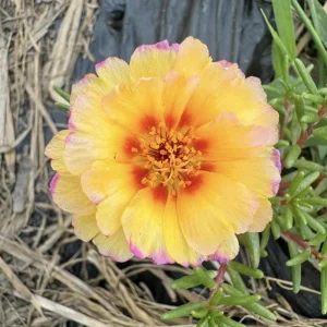 Yellow-Pink Bicolor Moss Rose Seeds - Portulaca Seeds - Heirloom Succulent - 30 Seeds - Image 9