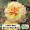 Yellow-Pink Bicolor Moss Rose Seeds - Portulaca Seeds - Heirloom Succulent - 30 Seeds - Image 1