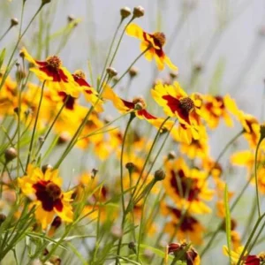 Yellow Plains Coreopsis Seeds – Coreopsis tinctoria – 30 Seeds – Fast-Growing Annual Wildflower - Image 10